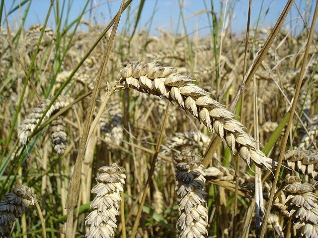 Europe’s Breadbasket No More: The Effects of Putin’s Invasion on Caspian Food Security