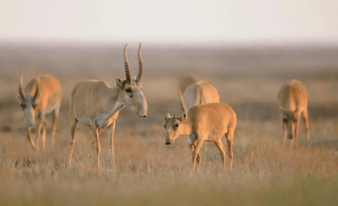Echo of the Eurasian Steppe: The Saiga’s Unprecedented Recovery in Kazakhstan